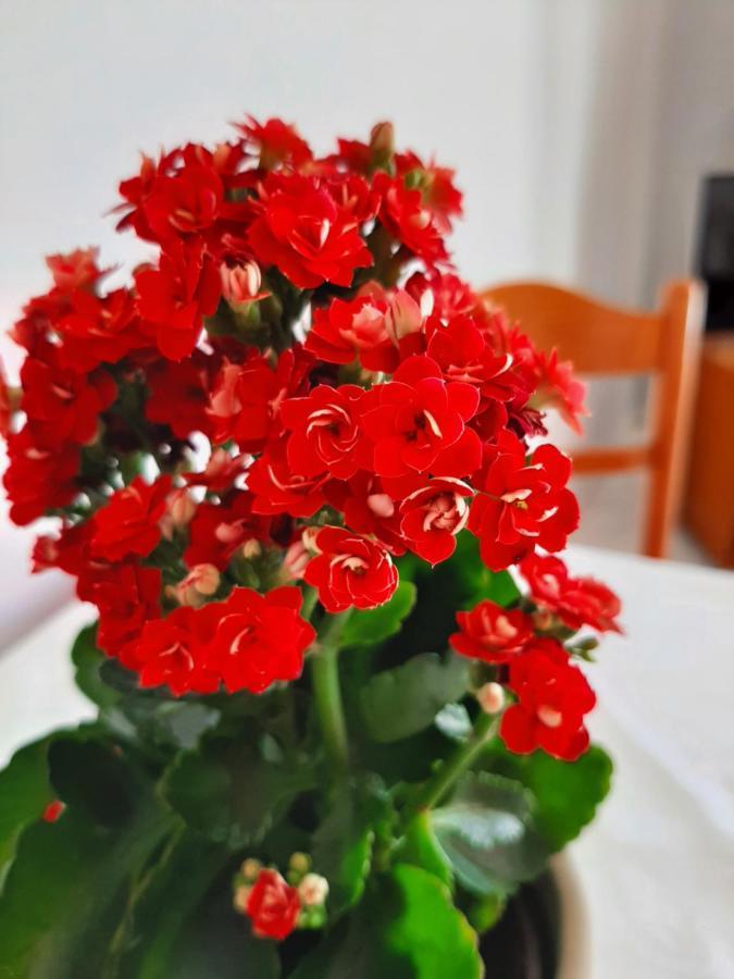 Ammousa Hotel Apartments Lixouri Bagian luar foto